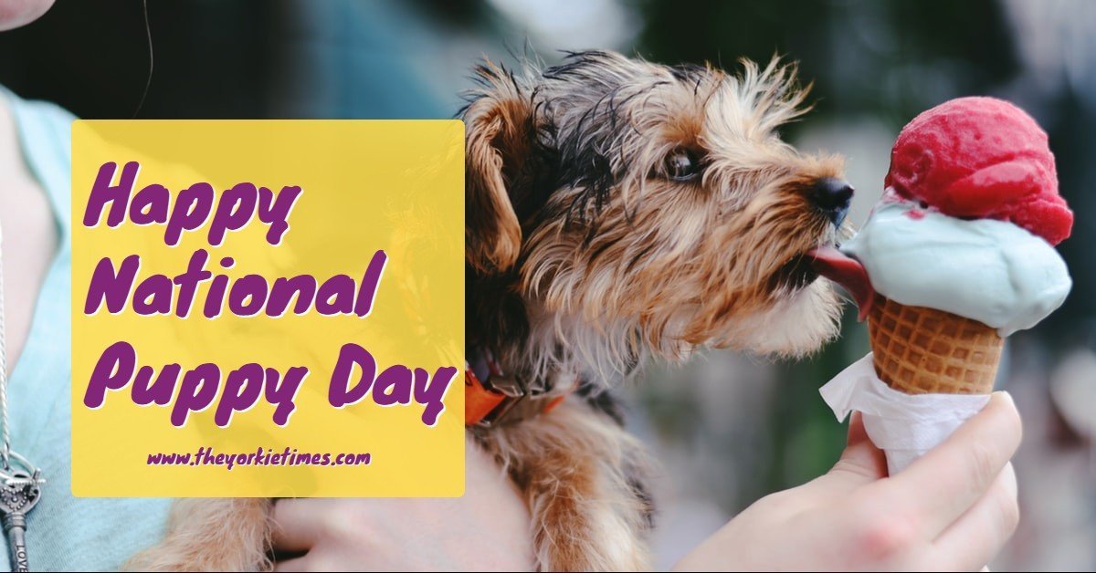 The Yorkie Times Blog - National Puppy Day
