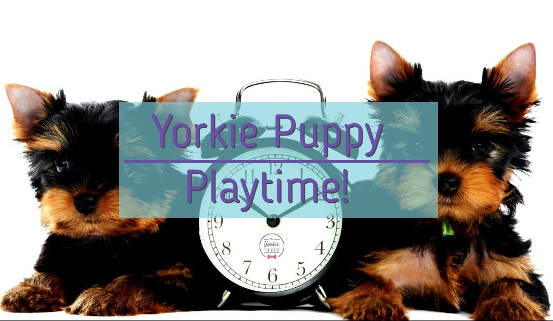 Battle of the Yorkie Puppies Playtime