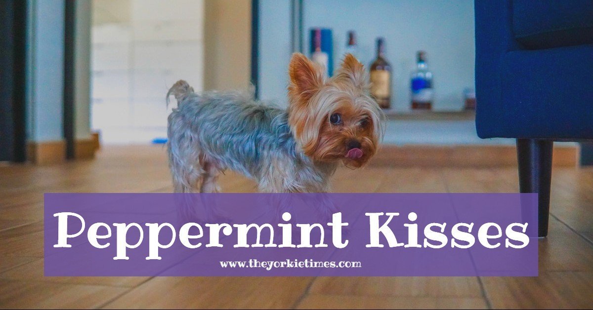 The Yorkie Times Blog - Peppermint Kisses