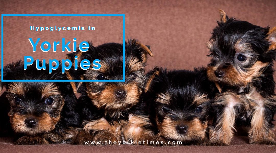 Hypoglycemia in Yorkie Puppies