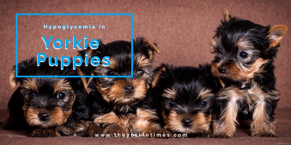 The Yorkie Times Blog - Hypoglycemia in Yorkie Puppies