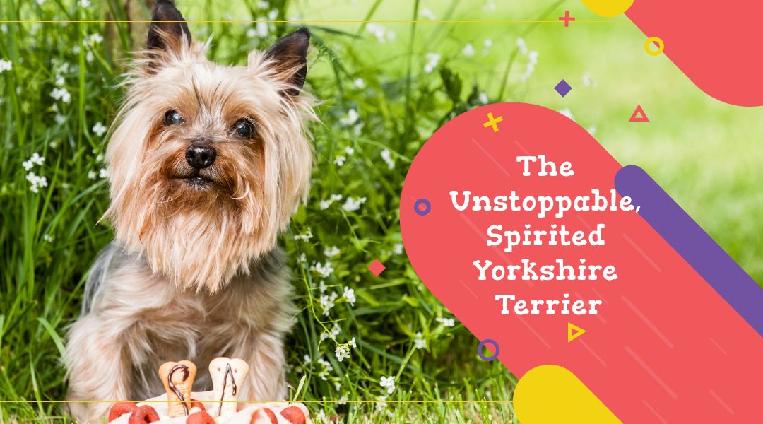 The Unstoppable, Spirited Yorkshire Terrier