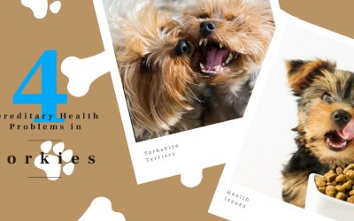 Top Four Hereditary Health Problems in Yorkshire Terriers