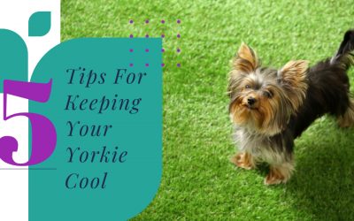 5 Tips For Keeping Your Yorkie Cool This Summer