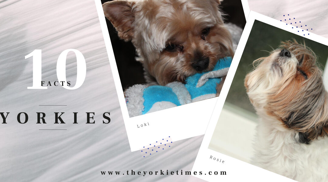 10 Yorkshire Terrier Interesting Facts