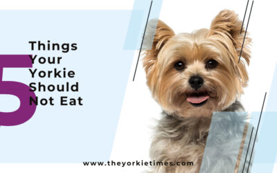 5 Things Your Yorkie Should Not Eat