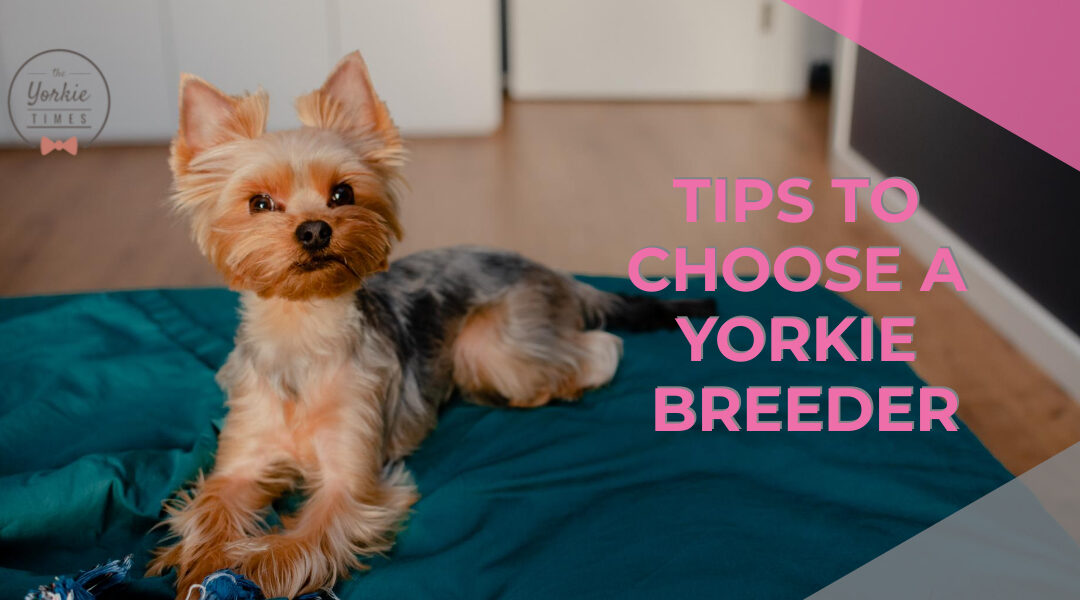 8 Tips To Choose A Yorkie Breeder