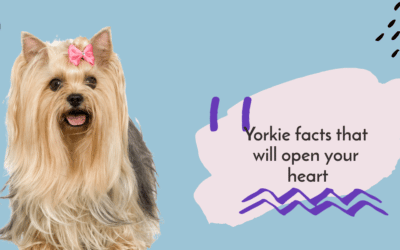11 Fun Yorkie facts that will melt your heart