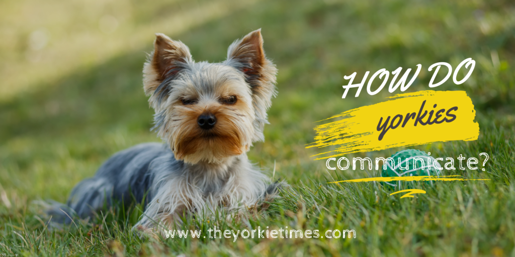 How Do Yorkies Communicate?