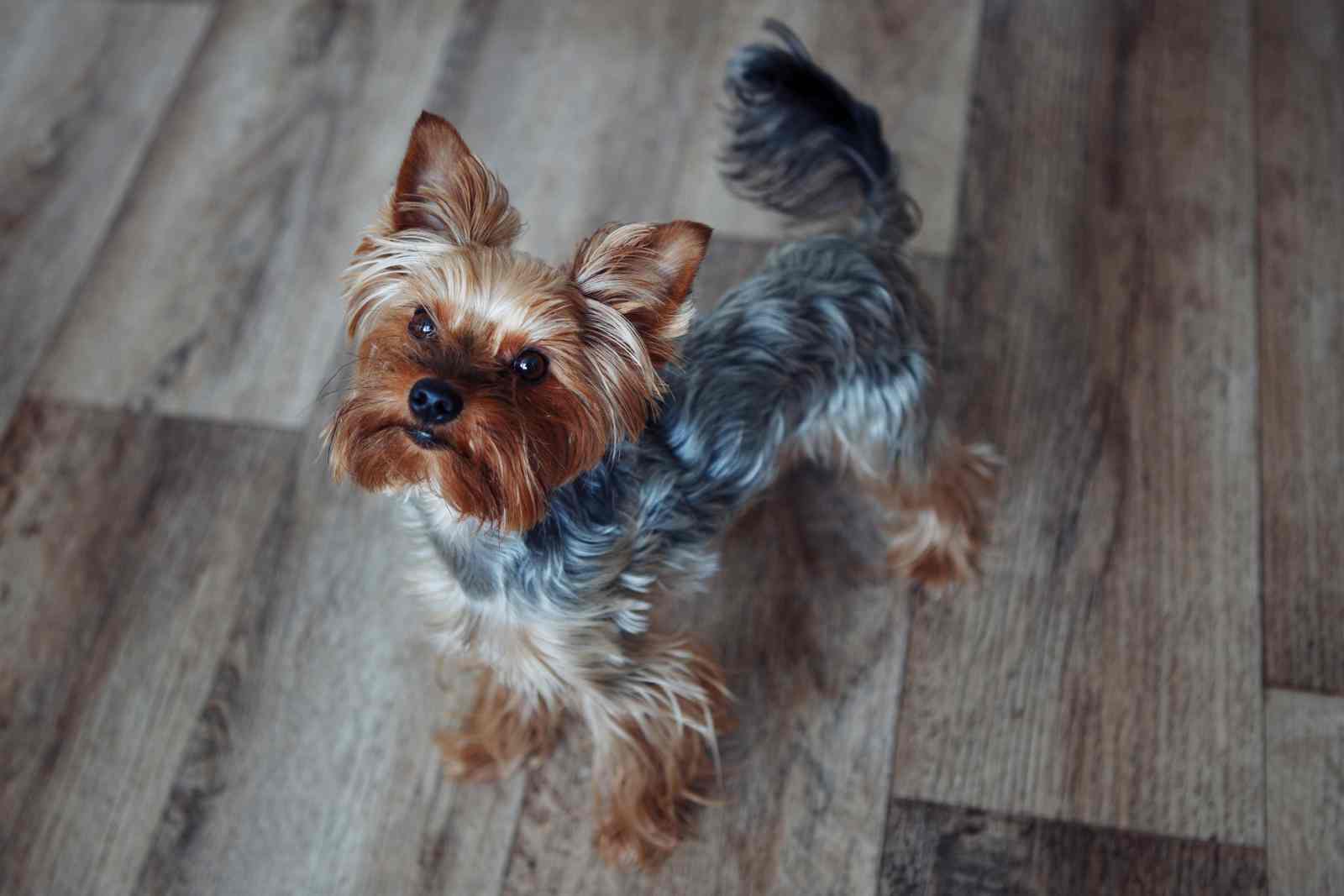 yorkies communicate with their tail