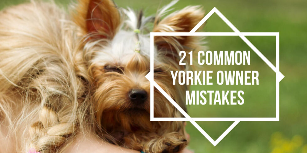 21 Common Yorkie Owner Mistakes - Yorkies & Cross-Breeds