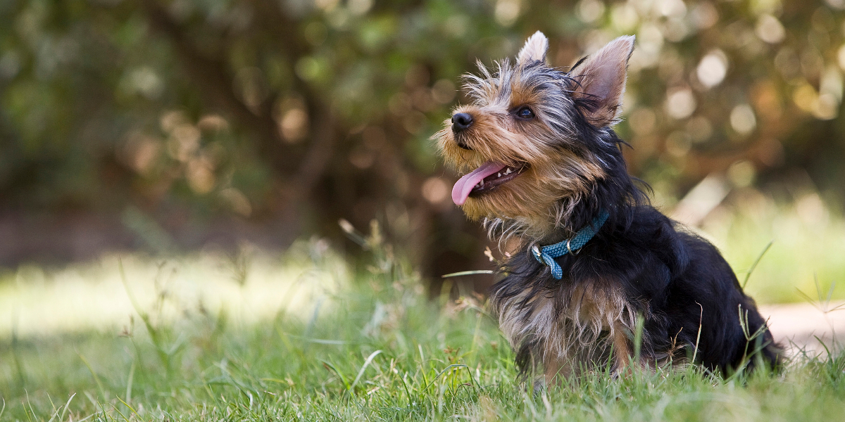 yorkie color