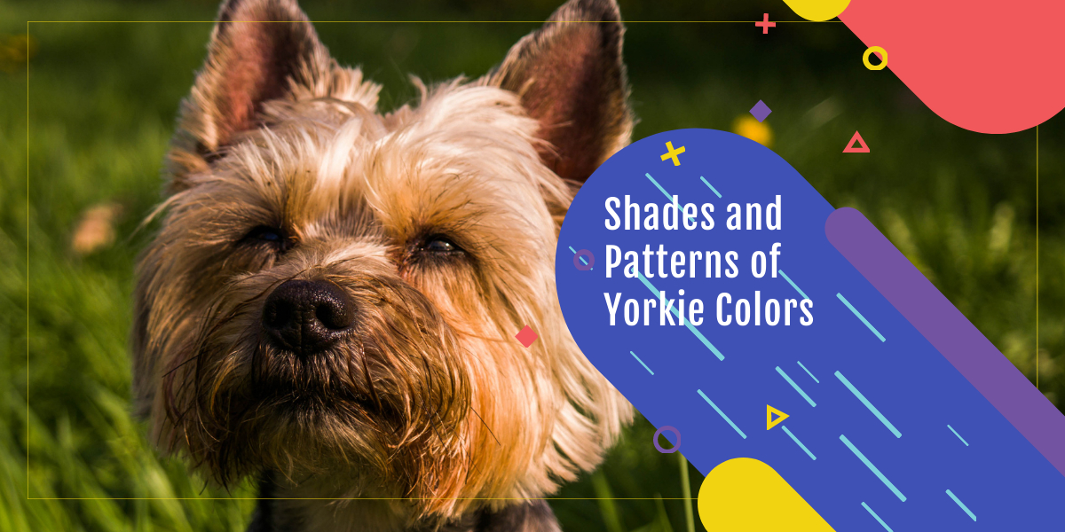Shades and Patterns of Yorkie Colors