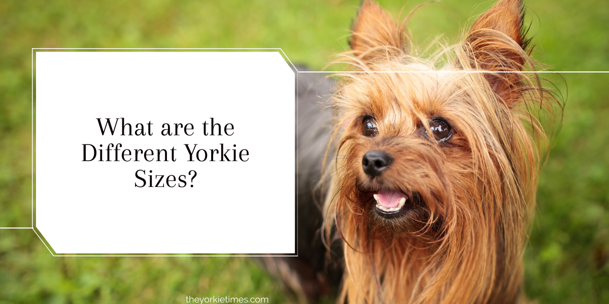 What are the different Yorkie Sizes?