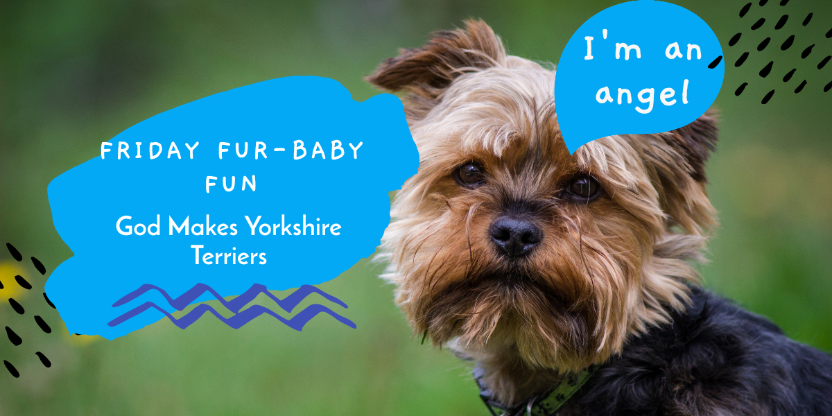 Friday Fur-Baby Fun: God Makes Yorkshire Terriers