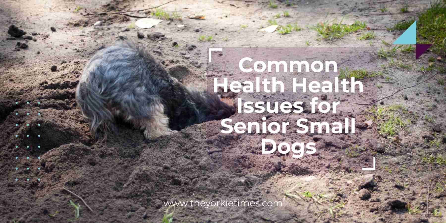 Common Health Issues in Senior Small Dogs