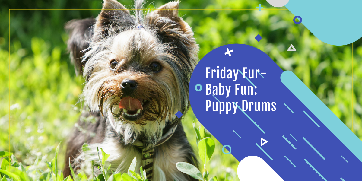 Friday Fur-Baby Fun: Puppy Drums
