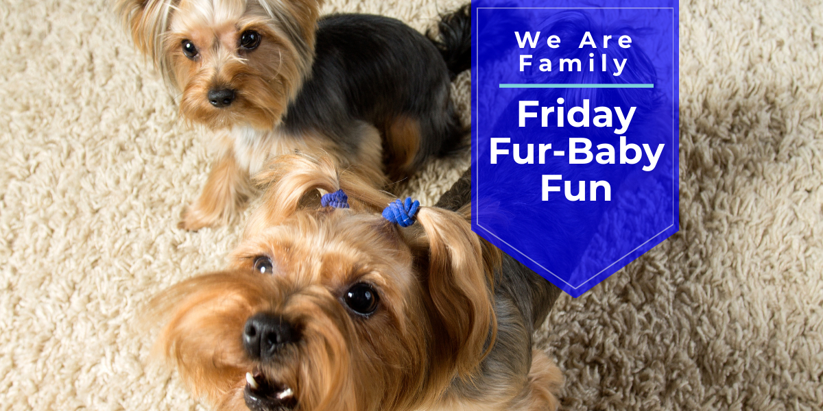 Friday Fur-Baby Fun: We Are Family