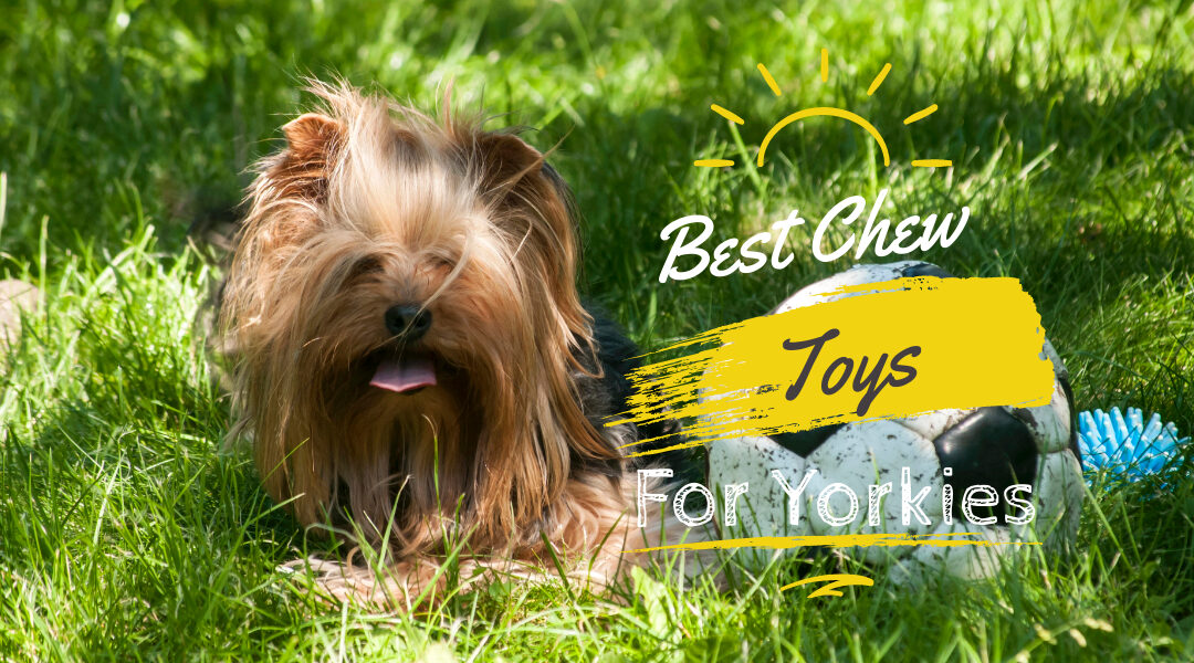 Best Chew Toys for Yorkies - Yorkies & Cross-Breeds