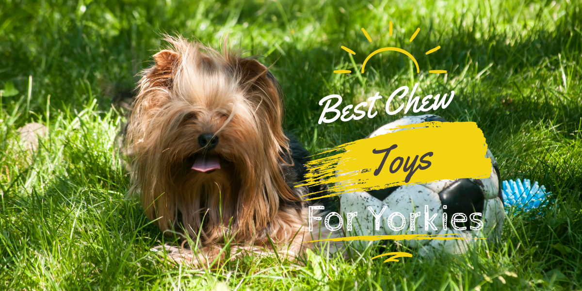 The 20 Best Durable Toys for Yorkies