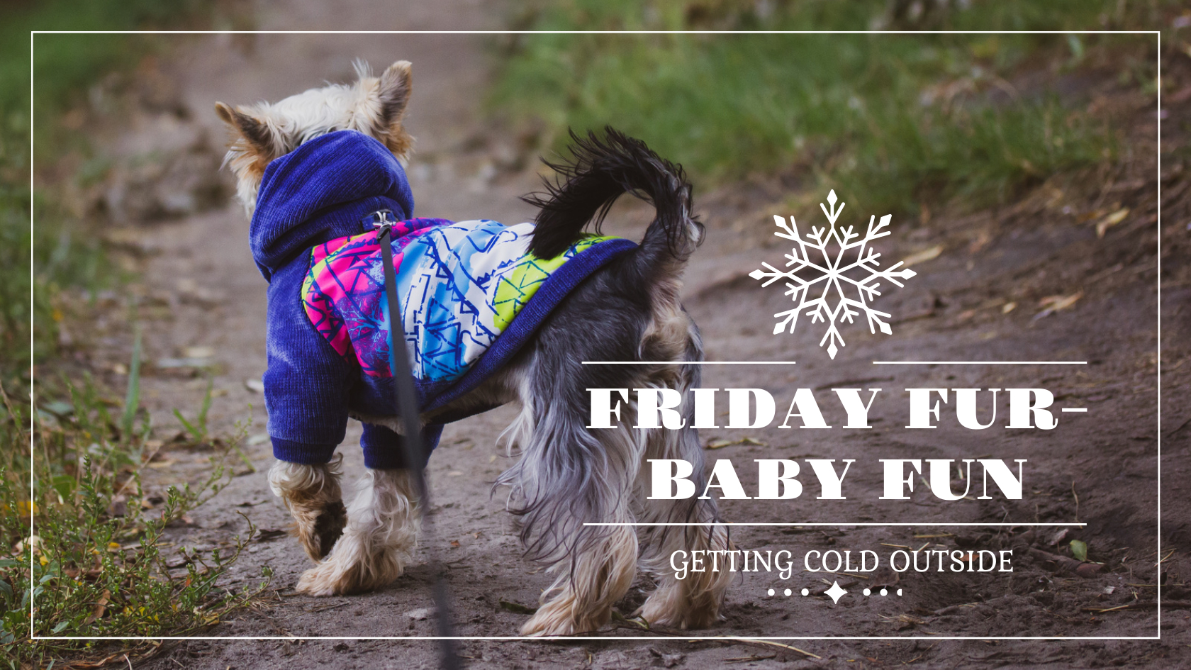 Friday Fur-Baby Fun: Getting Cold Outside