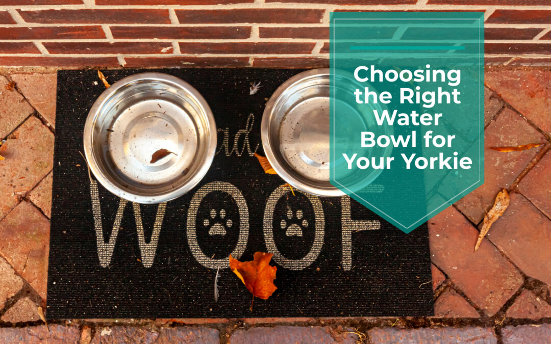 Choosing the Right Water Bowl for Your Yorkie Yorkies & CrossBreeds