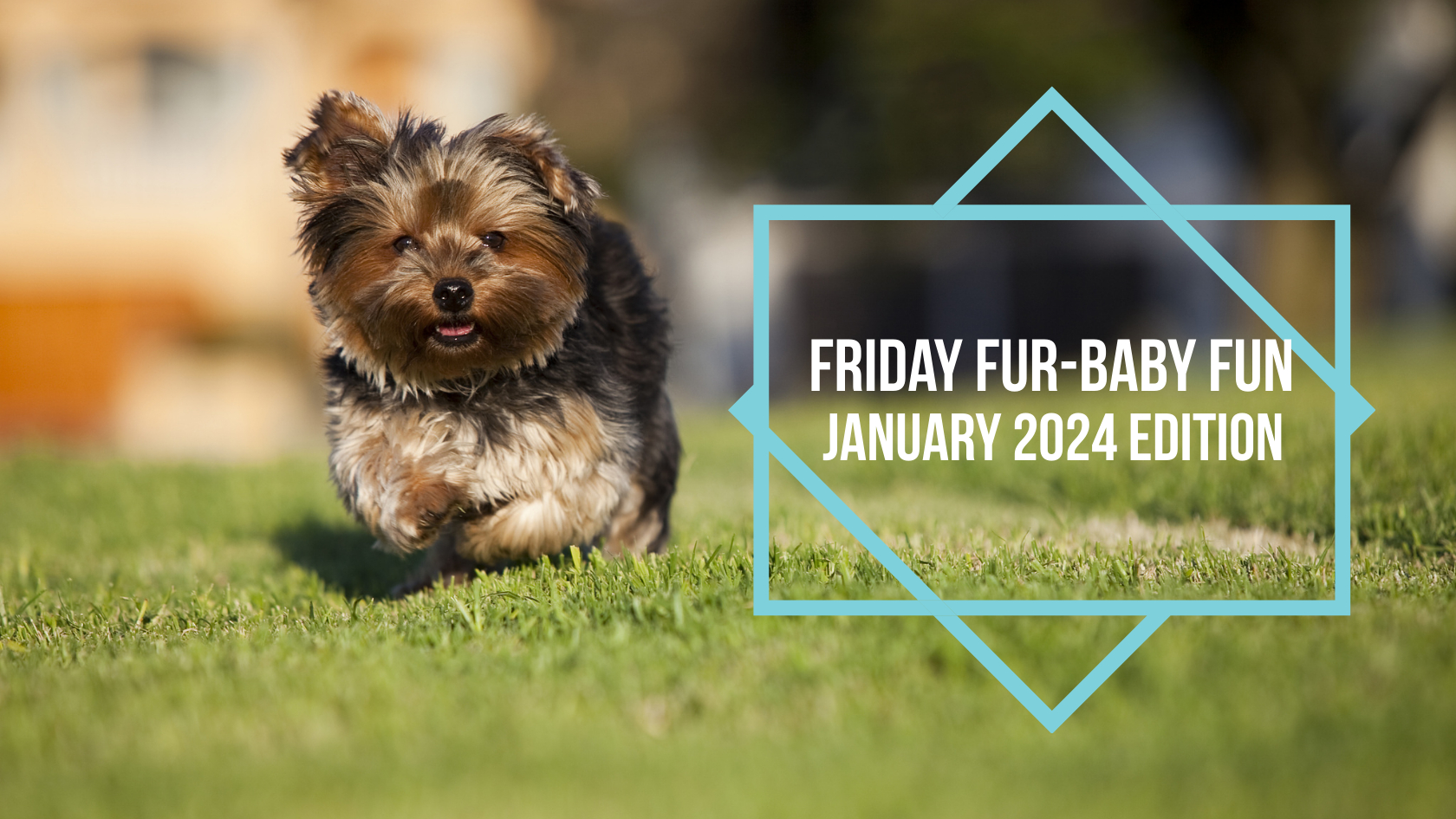 Friday Fur-Baby Fun: January 2024 Edition - Yorkies & Cross-Breeds