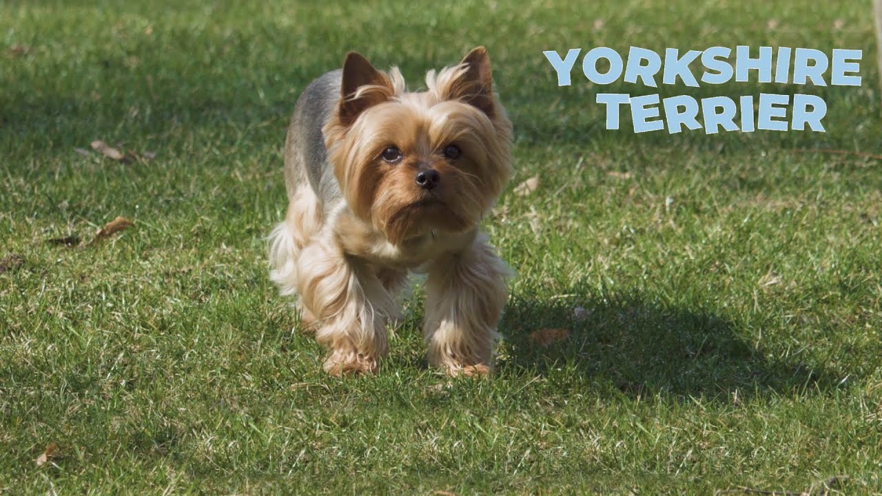 5 Fun Facts About Yorkies The Yorkie Times